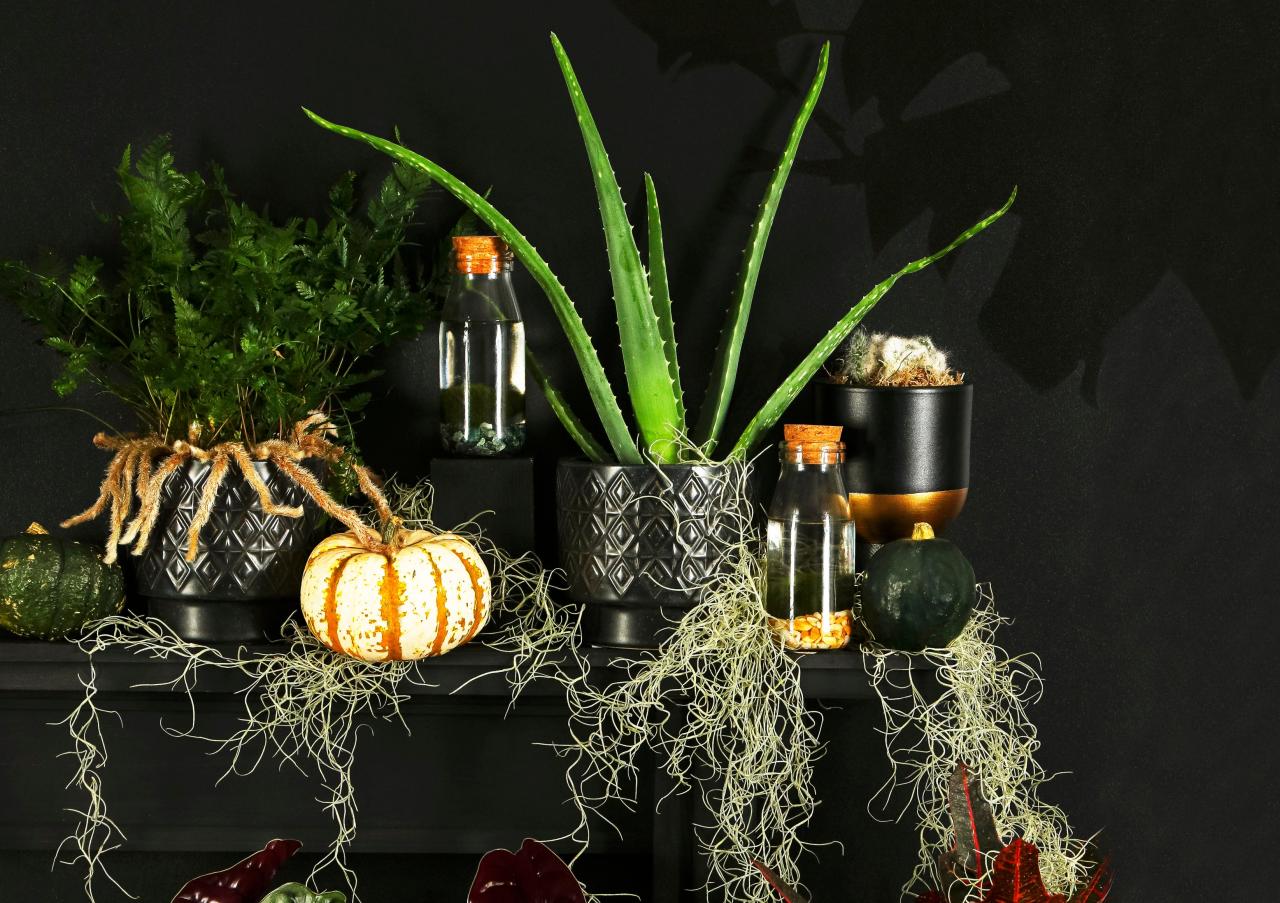 Easiest Halloween Houseplants to Care for During the Fall