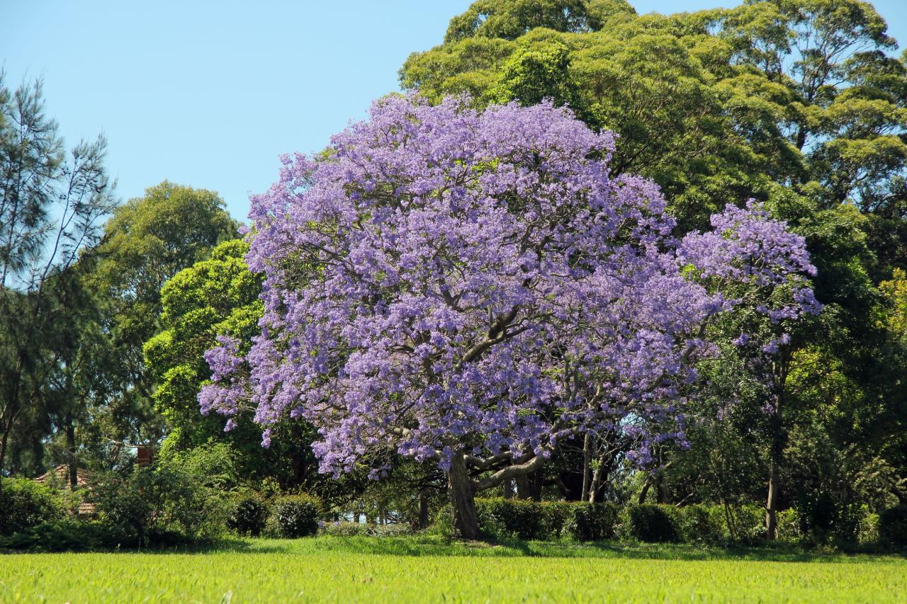 Jacaranda Tree Benefits: How to Utilize This Stunning Tree for Garden Beauty