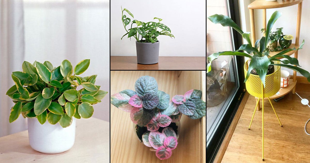 The Best Common Houseplants for Small Apartments