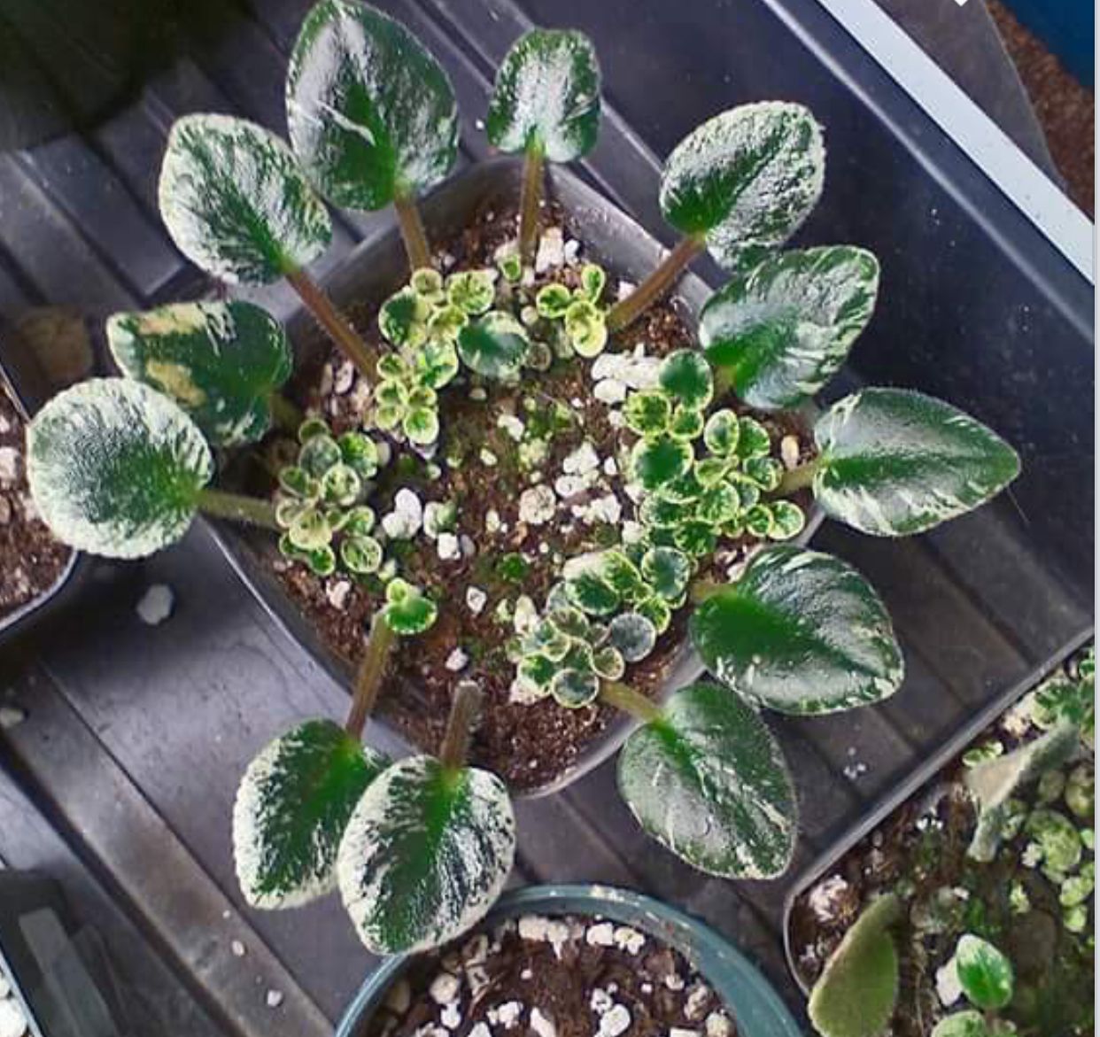 How to Propagate African Violets in Water Like a Gardener