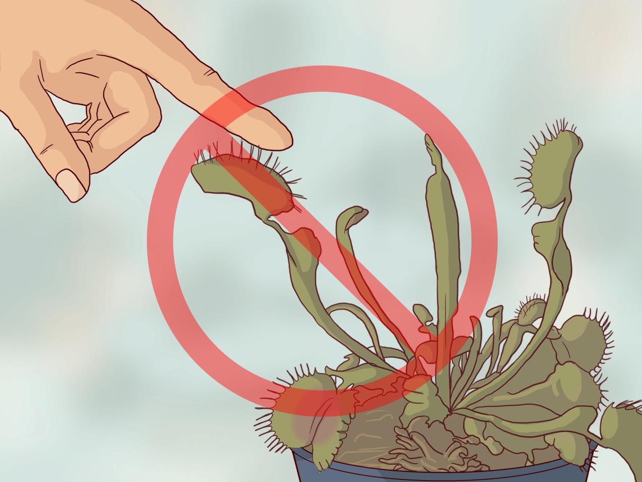 No Green Thumb? No Problem! Propagating Venus Fly Traps in 5 Easy Steps