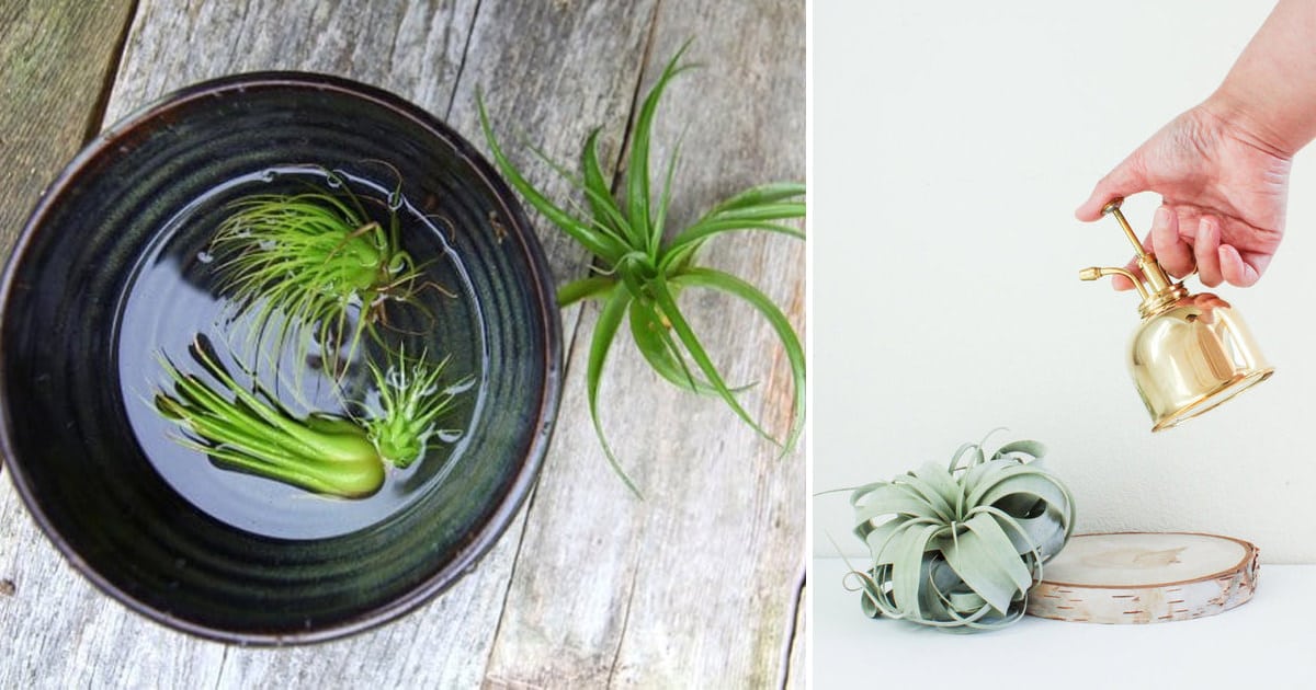 The Best Time of Day to Water Air Plants