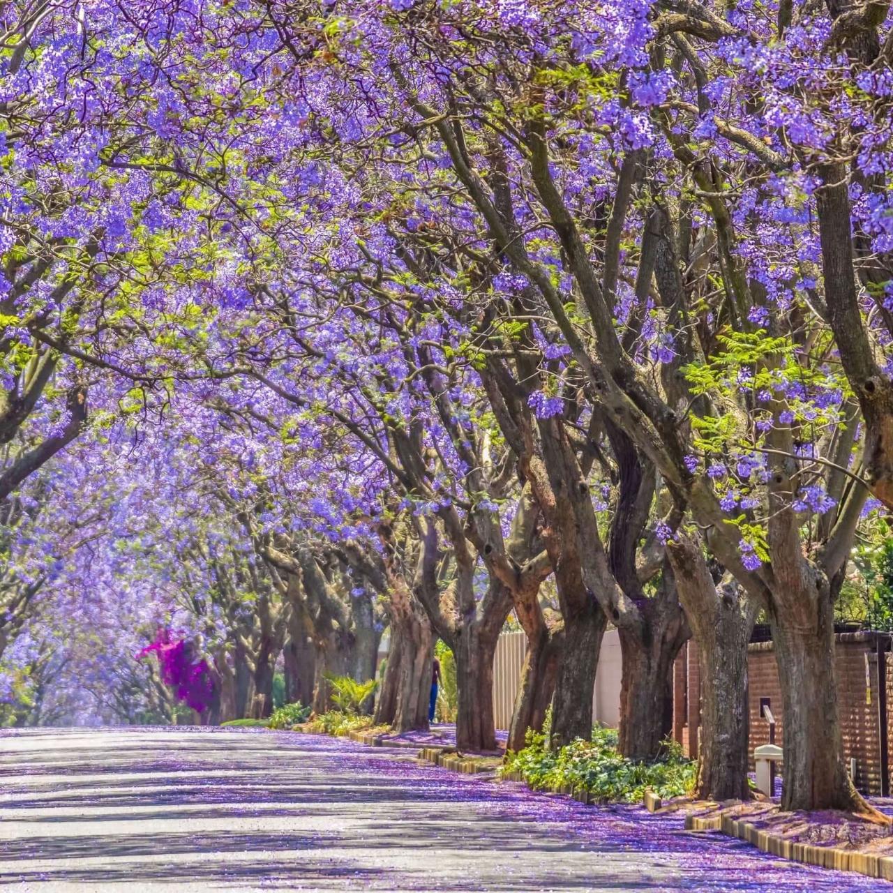 Jacaranda mimosifolia