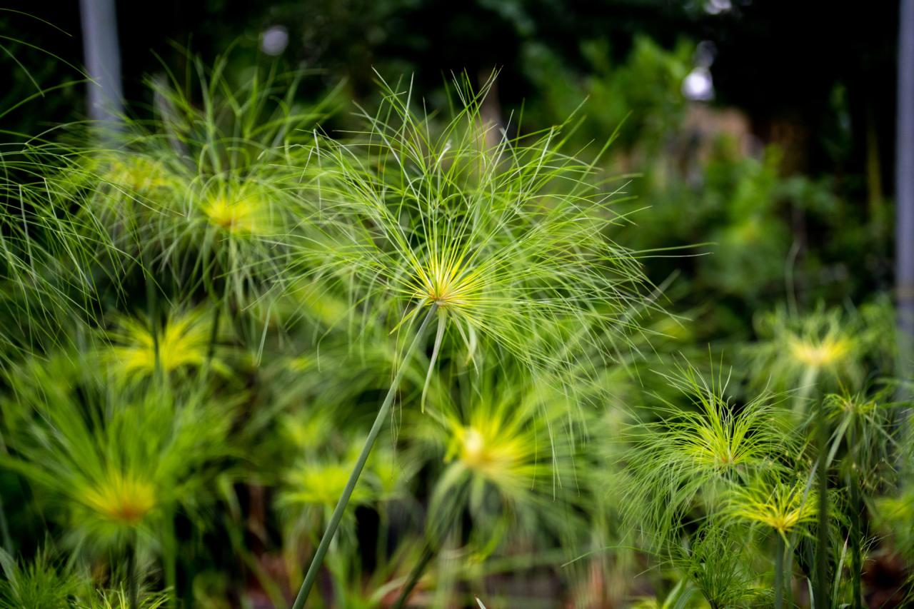 Papyrus Plant 101: How to Grow and Care for This Unique and Stunning Plant