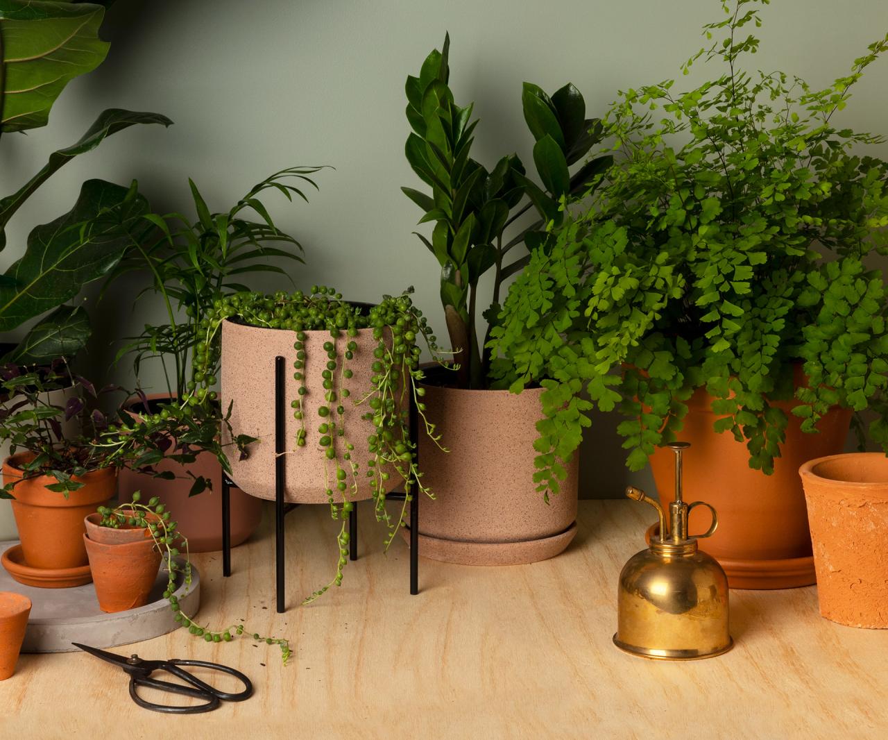 Best Indoor Houseplants for First-Time Gardeners