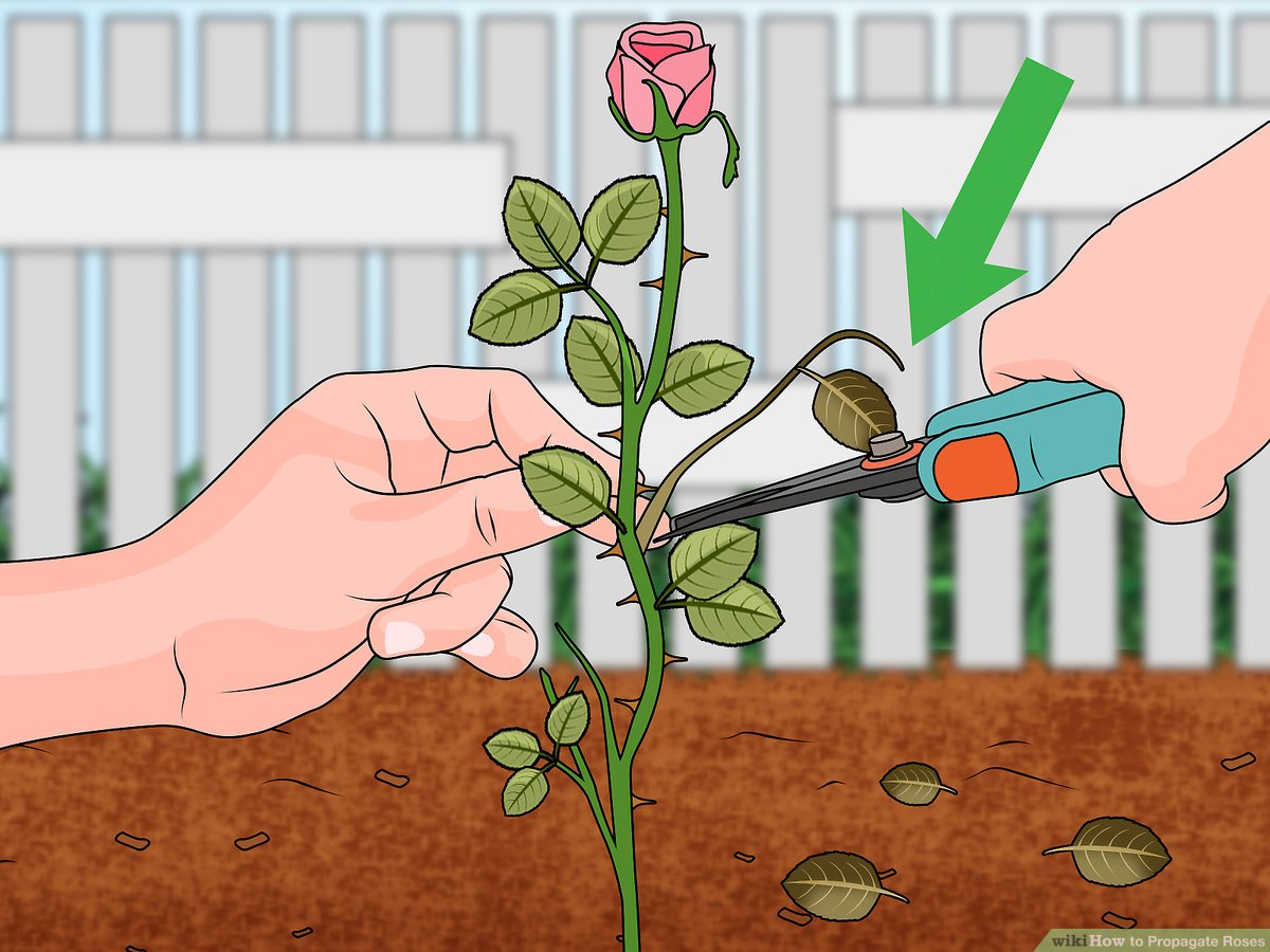 Create a Flourishing Rose Garden: How To Propagate Roses From Cuttings with Success