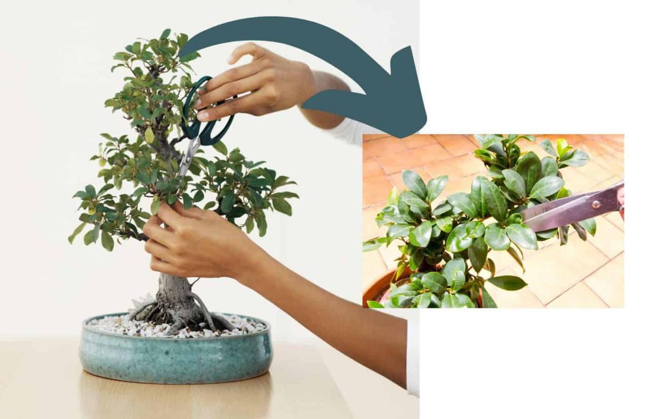 Proven Bonsai Care Tips for Perfectly Pruned Trees