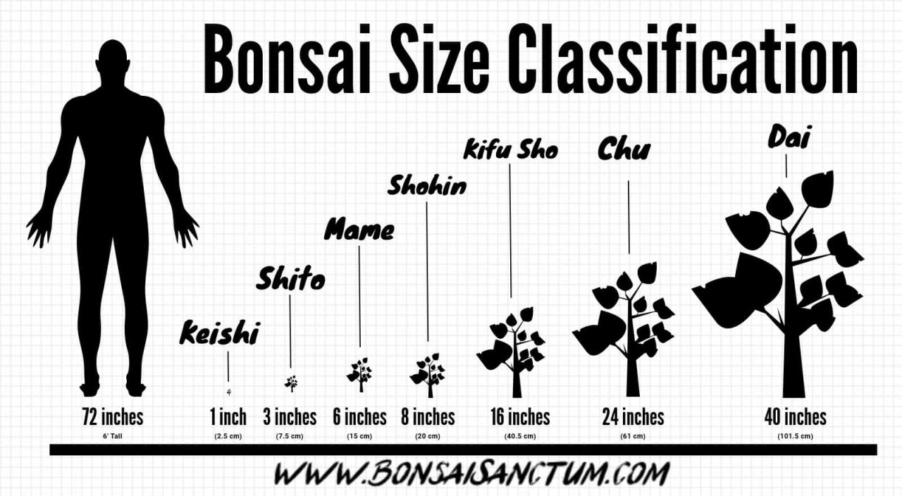 Bonsai Pot Sizes: What You Need to Know