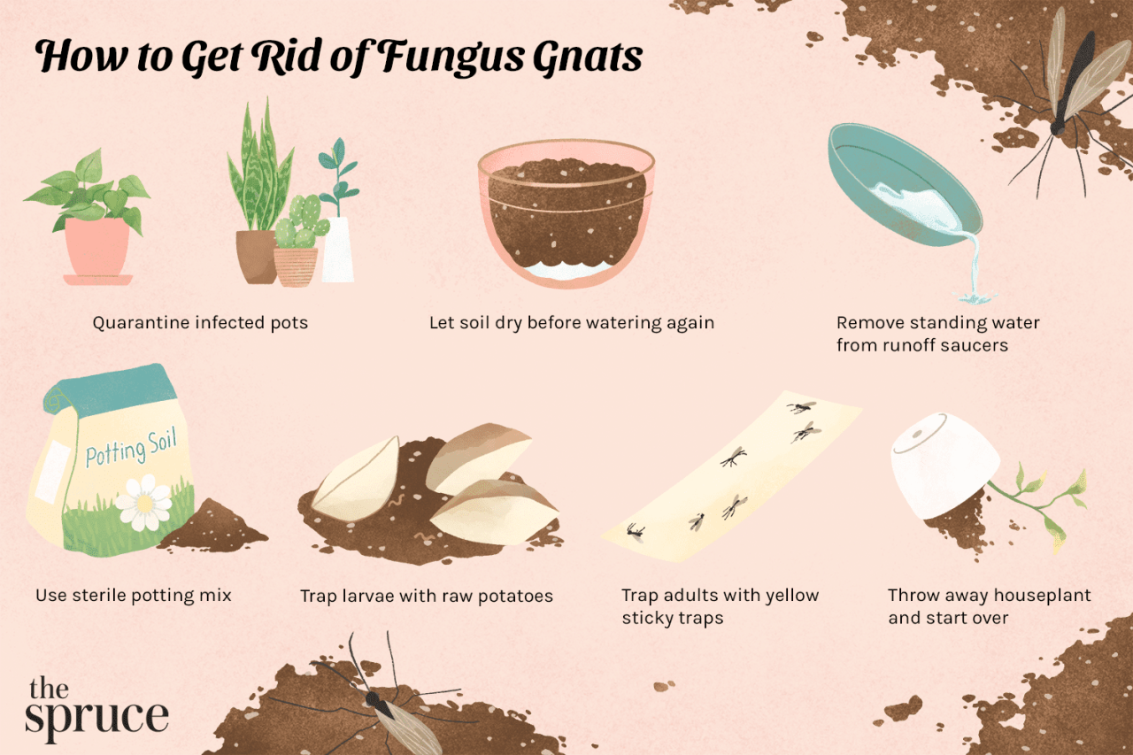 Fungus gnats get rid plants flies house life products help around sticky turn will useful improve week through ll some