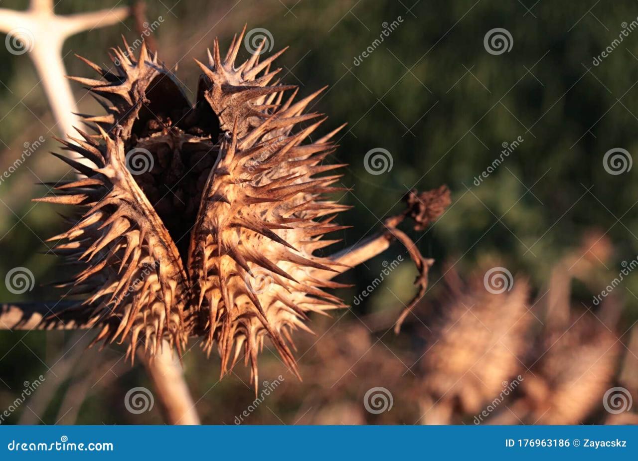 Discover the Science Behind Spiky Seeds and Their Unique Role