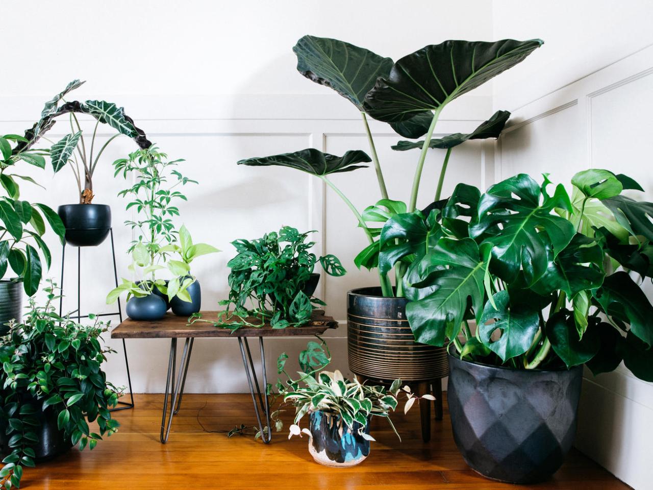 How to Arrange Large Indoor Plants for Maximum Impact