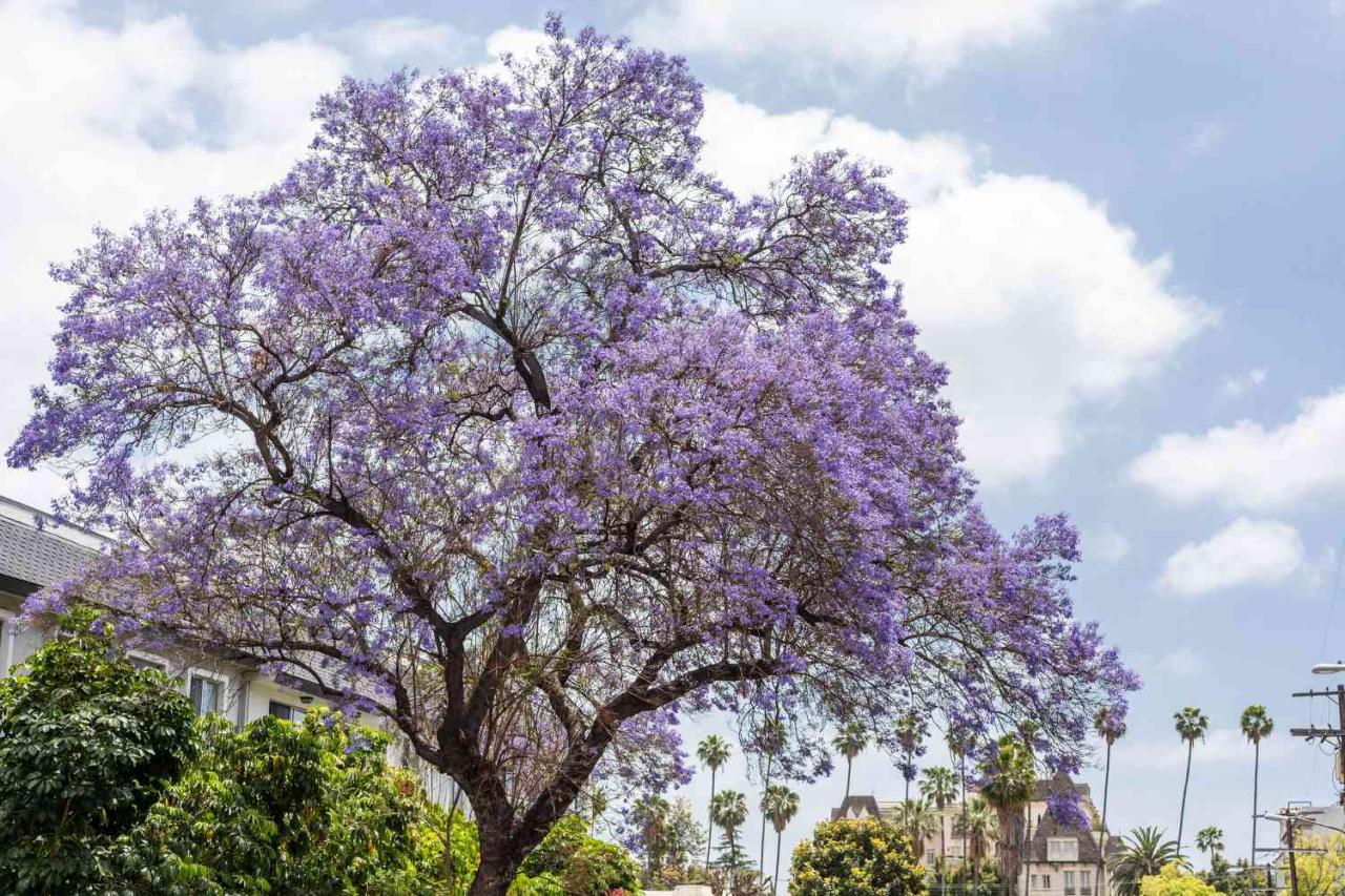 Jacaranda Tree Benefits: How to Utilize This Stunning Tree for Garden Beauty