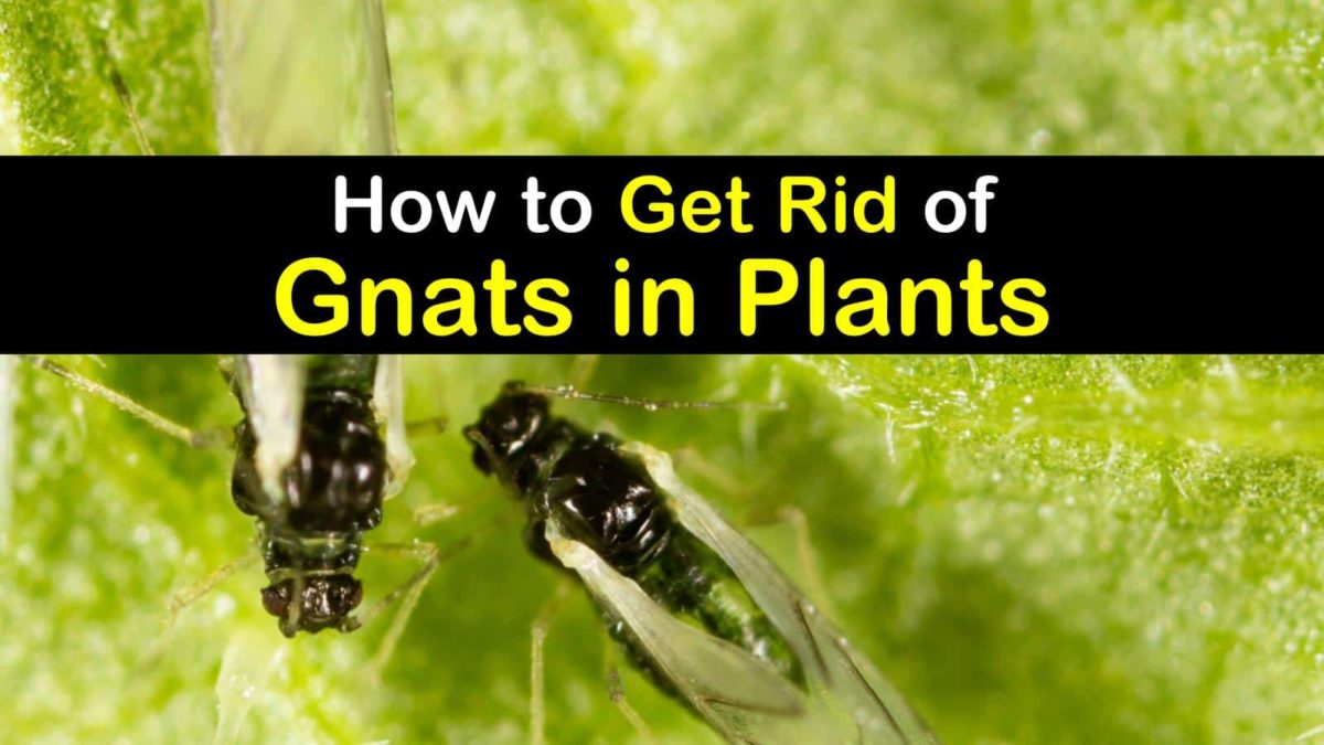 10 Proven Ways to Get Rid of Gnats in Plants