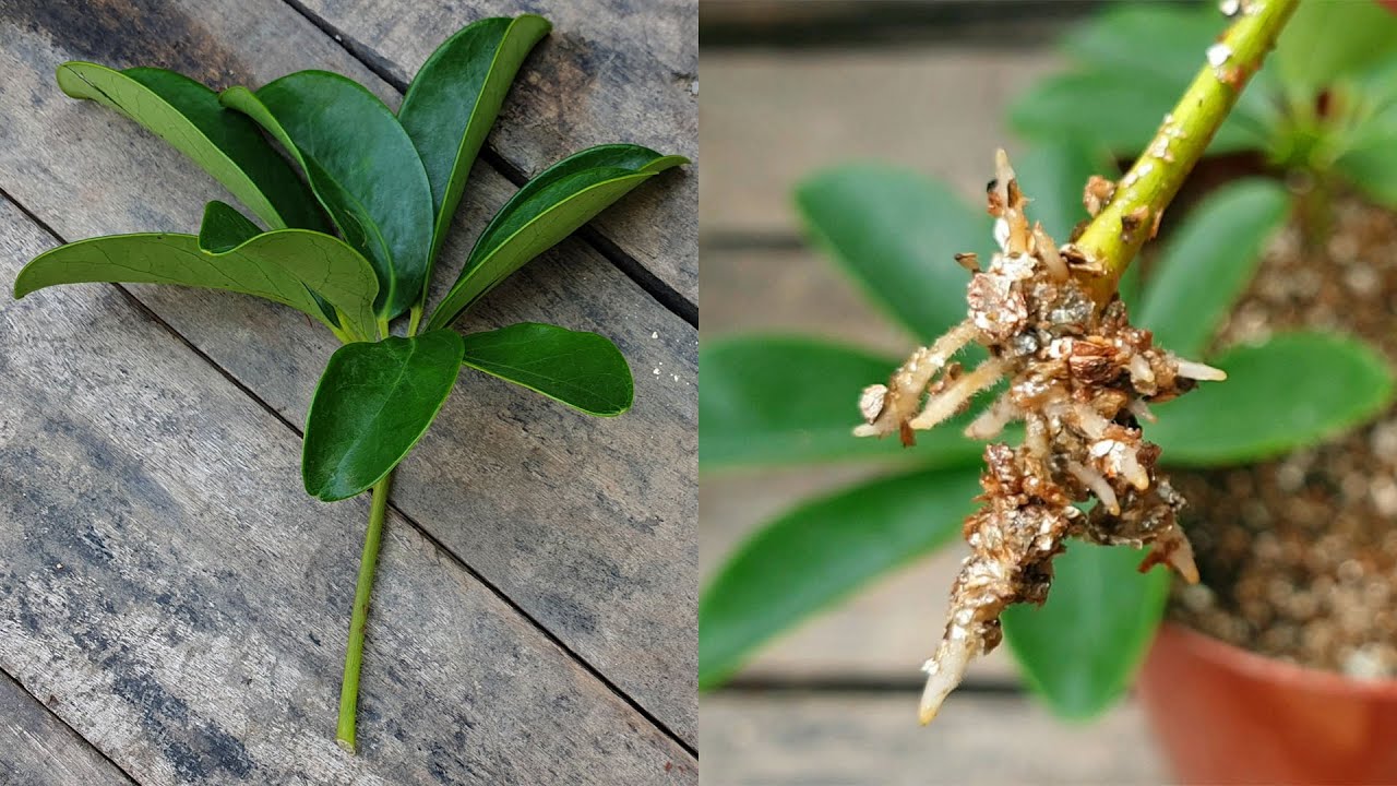 How to Achieve a Thriving Schefflera Garden with These Propagation Tips