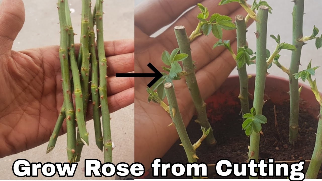 Cuttings propagate potatoes apieceofrainbow rooting propagation cut propagating bushes root