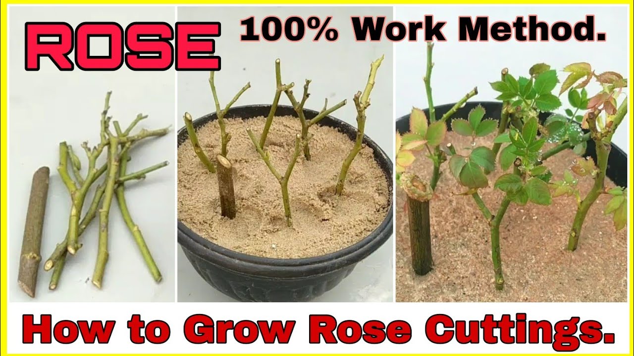 Create a Flourishing Rose Garden: How To Propagate Roses From Cuttings with Success