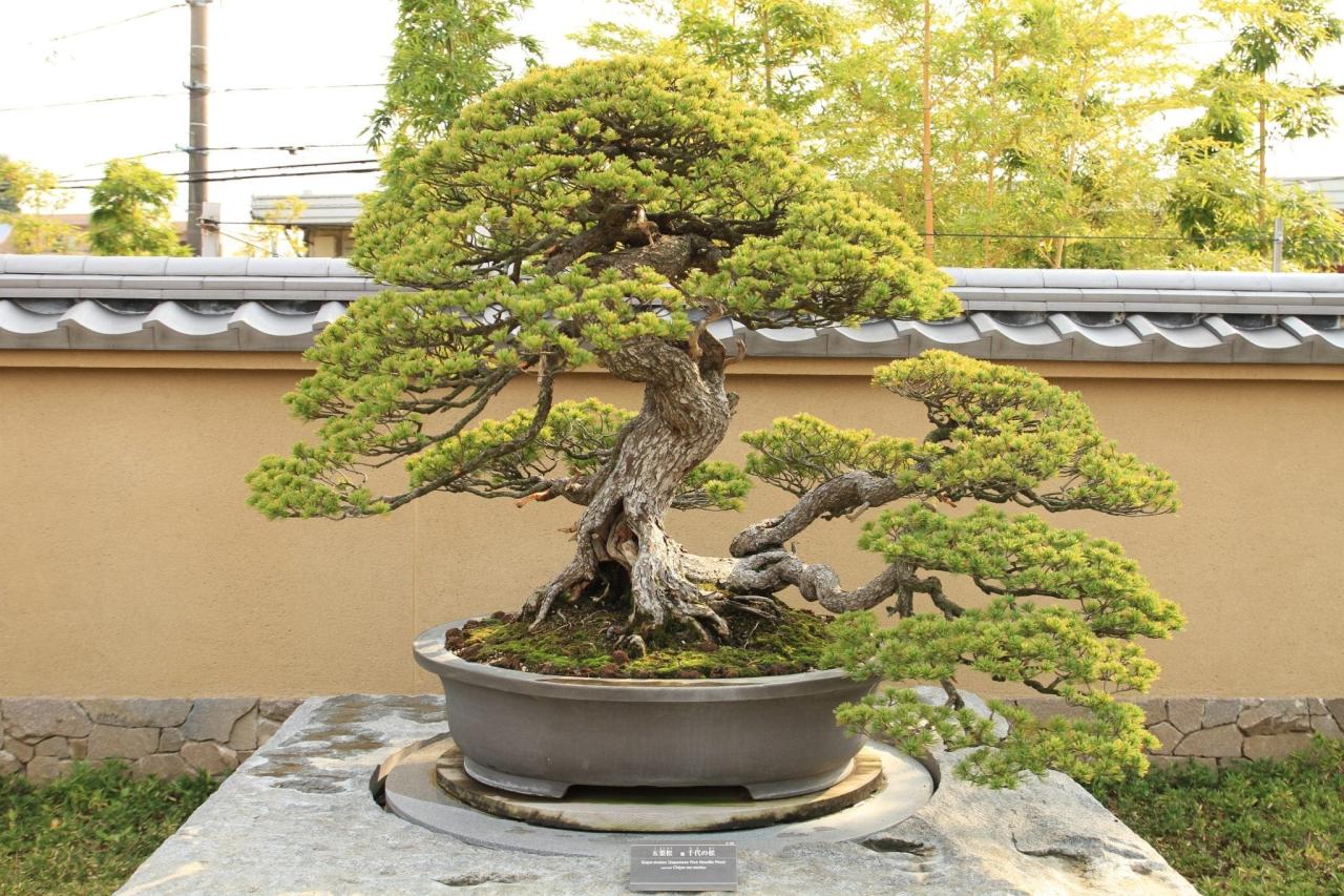 Bonsai Tree Care: How to Get the Best Results