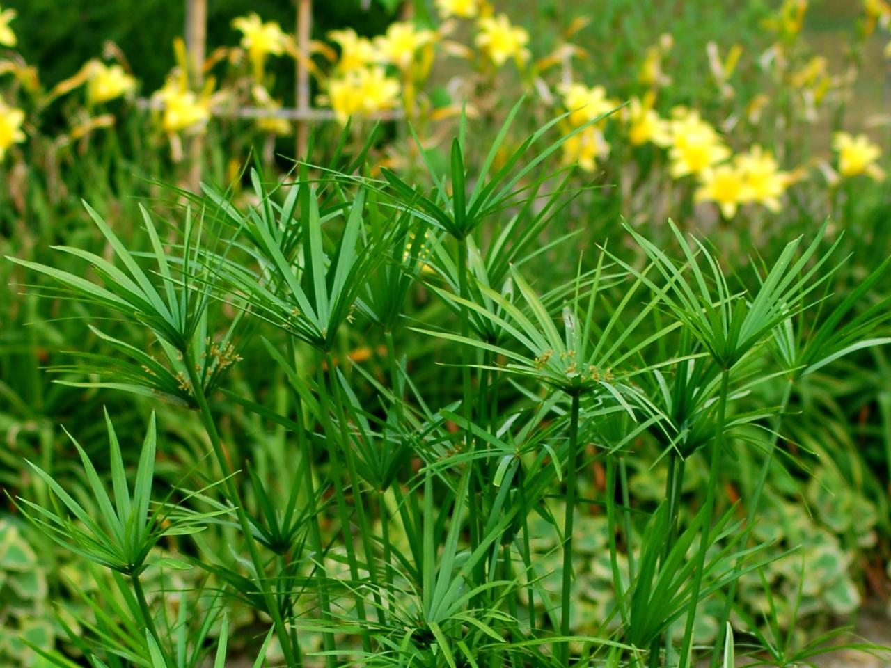 Papyrus Plant 101: Grow and Care for This Unique Plant