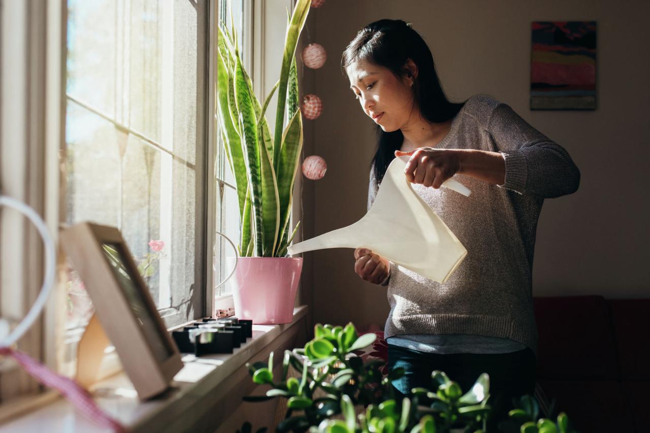 The Best Time of Day to Water Air Plants