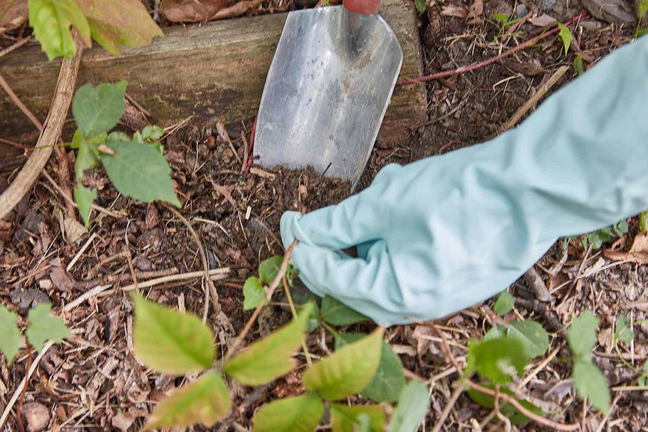 How to Safely Eliminate Poison Ivy Alongside Bushes and Shrubs